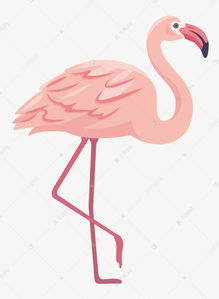 粉红色火烈鸟,粉红色火烈鸟:自然界的美丽与神秘
