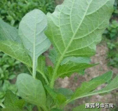 这种野菜吃了20多年,现如今 专家 说不能吃了,快看看吧