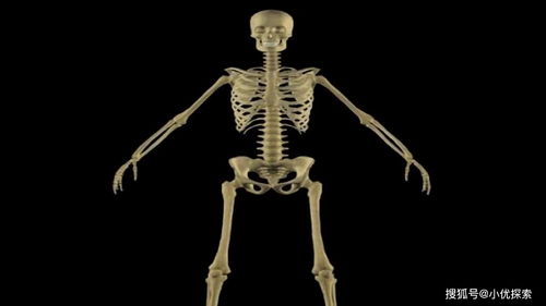研究人员发现,内斯特杯墓中烧毁的骨头碎片,至少属于三个成年人