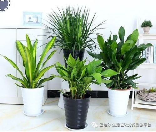 花卉绿植属于什么垃圾？