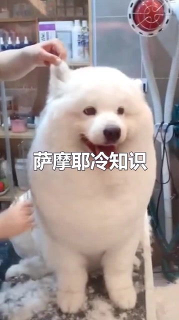 宠物冷知识萨摩耶(萨摩耶犬的特性与喂养)