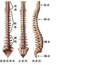 搜狐公众平台 脊柱的生理弯曲以及影响脊柱生理弯曲的因素有哪些 