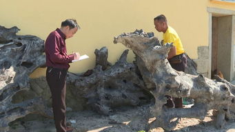 惊 连江一村民在自家门前挖出2000多年前的古樟树根 个头比人都高