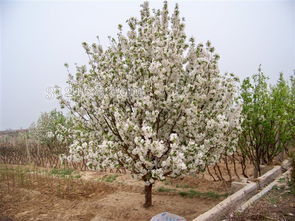 八棱海棠树哪里有,八棱海棠树：艳丽多姿的庭院之宝