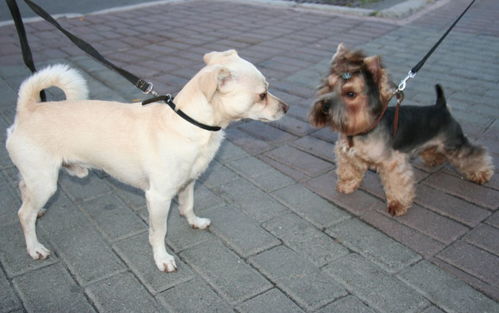 温州市养犬管理条例 表决通过 每户限养一只,如不登记,最高将罚5000元