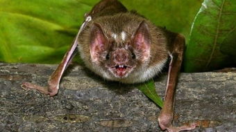 狂犬病毒新克星 被吸血蝙蝠咬过或终生免疫 