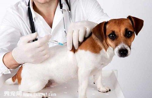 狗狗打完驱虫针多久能打疫苗 