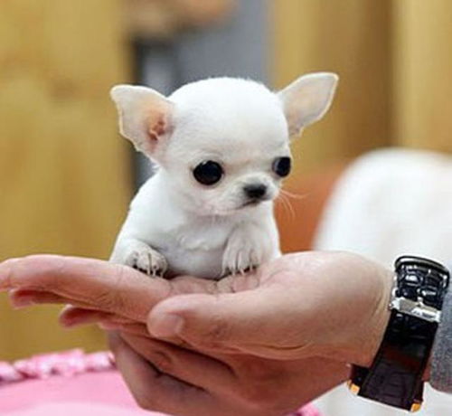 盘点世界超小型犬吉娃娃,据说是美国最受欢迎的12种犬类之一