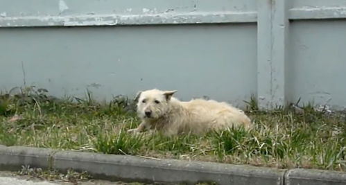 主人上班时不幸去世,狗狗在车站等待,1年后女孩上车时它也跟着