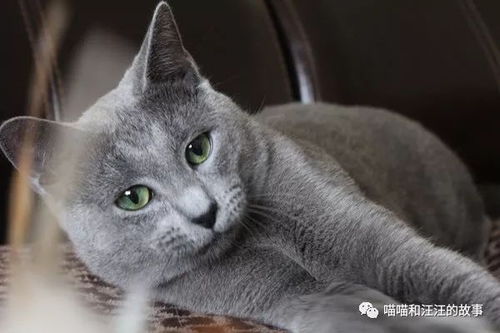 世界十大最贵的猫咪排行榜,第一竟然要61万人民币