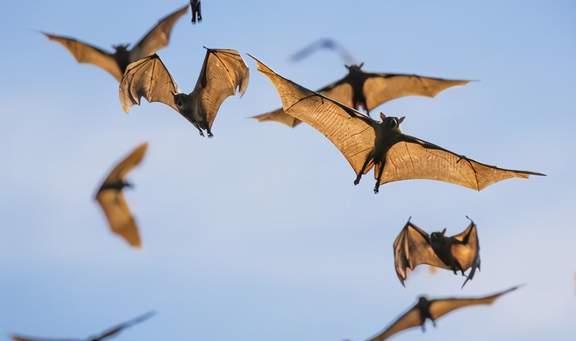 上帝的宠物 蝙蝠究竟是什么物种进化的 为何那么毒自己还不死