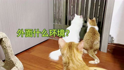 《猫猫逃走了》,电影简介