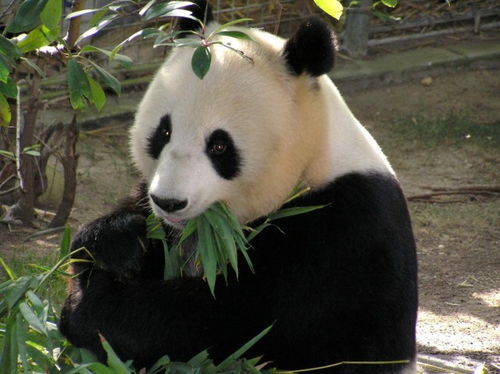 大熊猫跟藏獒打一架谁更厉害 听完专家的分析,网友目瞪口呆 