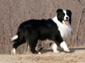 狗狗身体黑白色耳朵大大的这是什么品种 