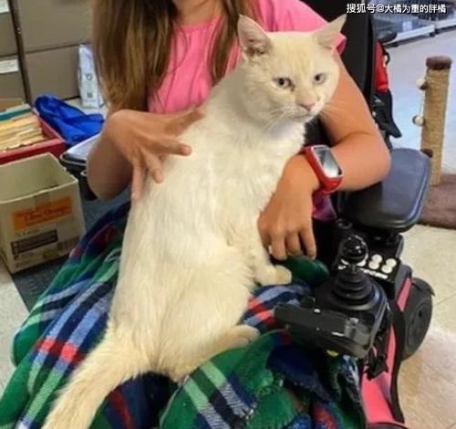 残疾女孩坐轮椅去选猫,许多猫咪都避开她,唯有白猫的反应最暖心