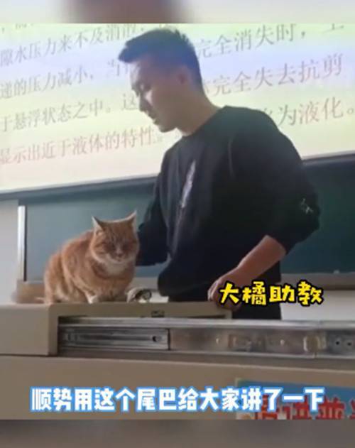 橘猫上课时进教室溜达,被老师抱上讲台做建筑课教具