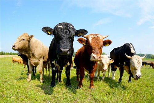 属牛 生肖牛 属牛的今年多大 属牛的属相婚配表 属牛的几月出生最好 属牛的和什么属相最配 十二生肖 