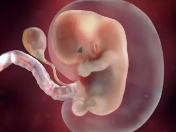 原创怀胎十月，胎宝是怎么长成孩子的？一组3D图告诉你生命的神奇