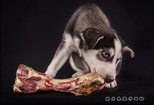 狗狗吃生肉会变凶猛 兽医提醒宠主,生肉里含致病有害物