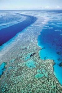 fish in the great barrier reef,Fish in the Great Barrier Reef: A Diverse and Thriving Ecosystem