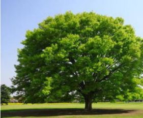 老树用什么能让树死,怎样让一棵十几年的大树枯死