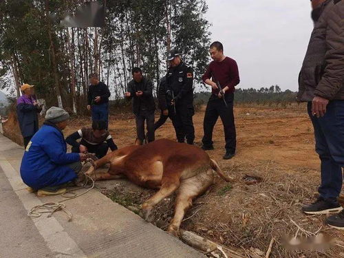 砰砰...... 贺州一头发疯黄牛被当场击毙