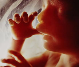 震撼 人类胚胎形成全过程 