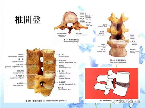 龙氏正骨疗法与颈椎病 正骨推拿疗法 