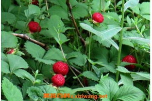 蛇莓能吃吗,蛇莓看起来像草莓一样，能吃吗，吃了会不会中毒