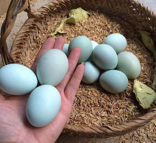 比鸡蛋贵,一个能卖5元,农民养后发现是骗局,绿壳蛋鸡可养吗