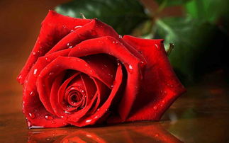 惊艳全场！玫瑰花语图片大全新款，浪漫来袭！