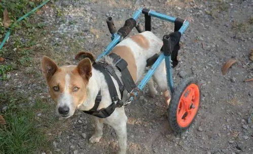 农村小土狗被车撞后瘫痪,小男孩用油桶自制轮椅,让狗狗重新奔跑