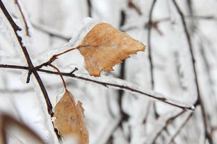 枝杈,棕色,冷,桦木,霜,冻结,冰,叶,叶子,自然,雪,冬天 