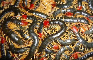 人工养蝎子如何购种蝎,蝎子养殖前期可以投资多少钱