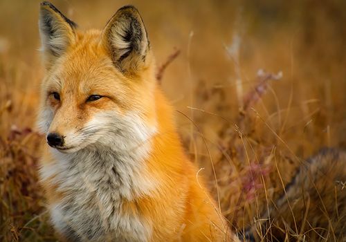 狐狸给人的印象并不好,那么它能够当成宠物来收养吗 狐狸有哪些缺陷