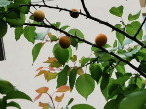我们家院子里的点杏子熟了,硕果累累,兰州瓜果飘香丰收年