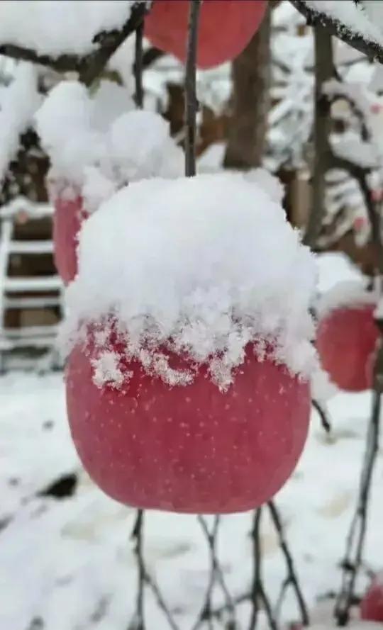 小雪 雪花飘飘,银装素绕