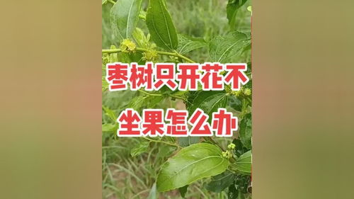 枣树开花不结果如何处理,枣树开花不结果