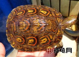 龟趣 洪都拉斯木纹龟 霸道总裁 专款 龟宠收藏上选
