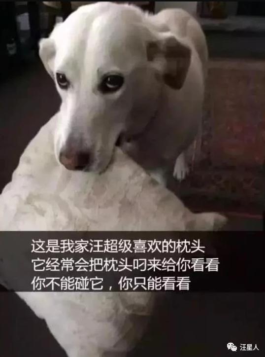 网友说他家狗子成精了 一看,果然是真的