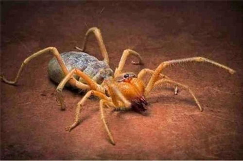 世界上最大的食人蛛,1小时能爬32里,分分钟吃掉一头骆驼是谣传