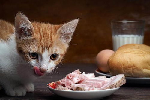 哪些人类的食物可以给猫咪吃呢