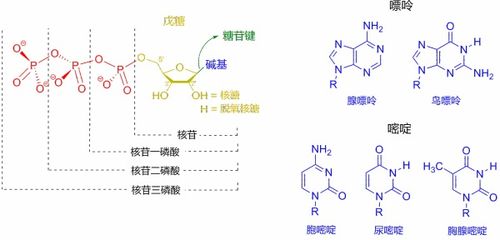 生物 PCR 这儿5 和3 是什么呀 