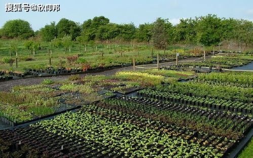 智慧园林苗圃种植自动化需求解决方案