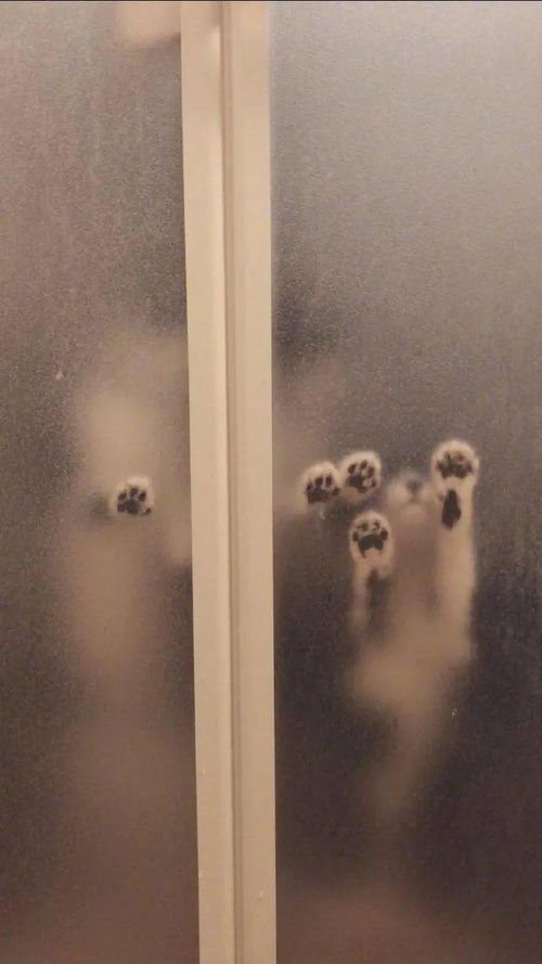 浴室惊魂 为什么人类的手放上去就会吓人, 猫猫的爪爪就 行尸走肉 