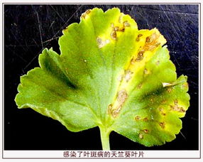 鸡爪槭叶斑病,植物真菌病害的防治 鸡爪槭有哪些病虫害