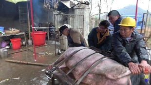湖南农村流传了上百年的风俗,杀年猪要选个好日子,和你那一样吗