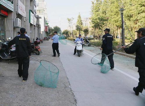 衢州对城市不文明养犬动真格 养狗要登记 遛狗要牵绳 规定时间之外...