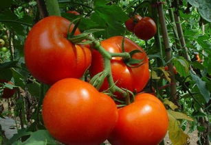 西红柿,为什么叫西红柿,还叫番茄 
