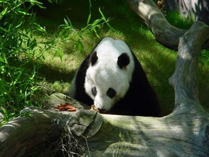 四川将打造大熊猫主题乐园特色项目 
